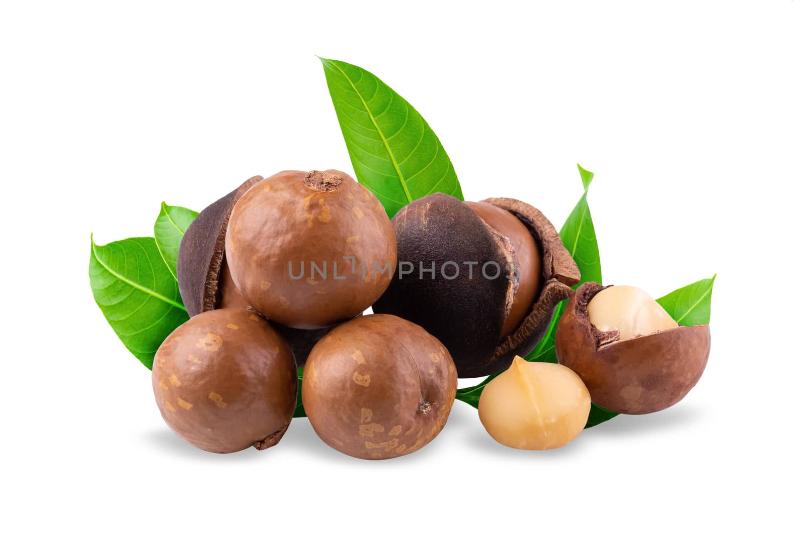 Macadamia nuts isolated on a white background.