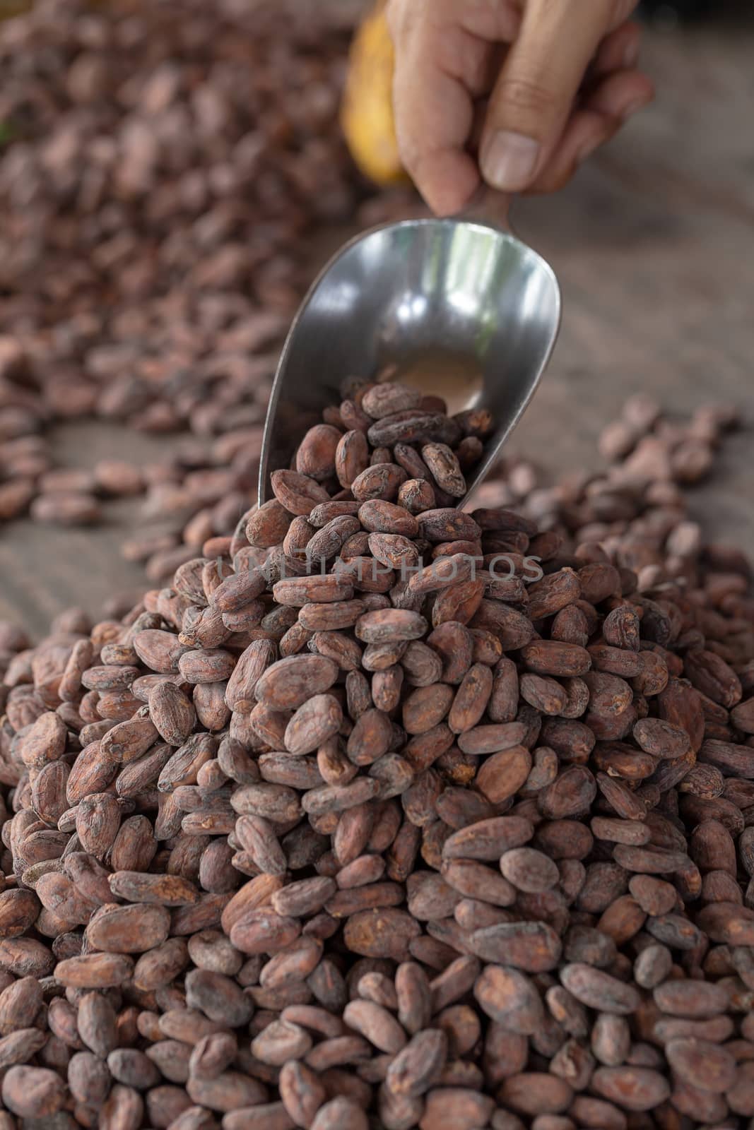 Selection of completed cocoa seeds must be dried before into sacks.