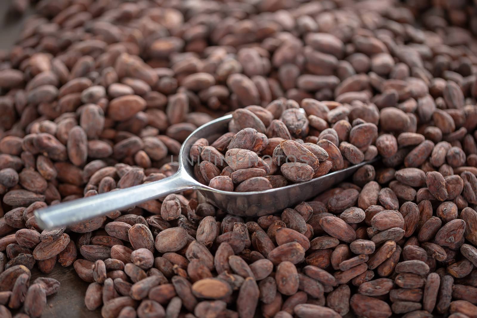 Selection of completed cocoa seeds must be dried before into sacks.