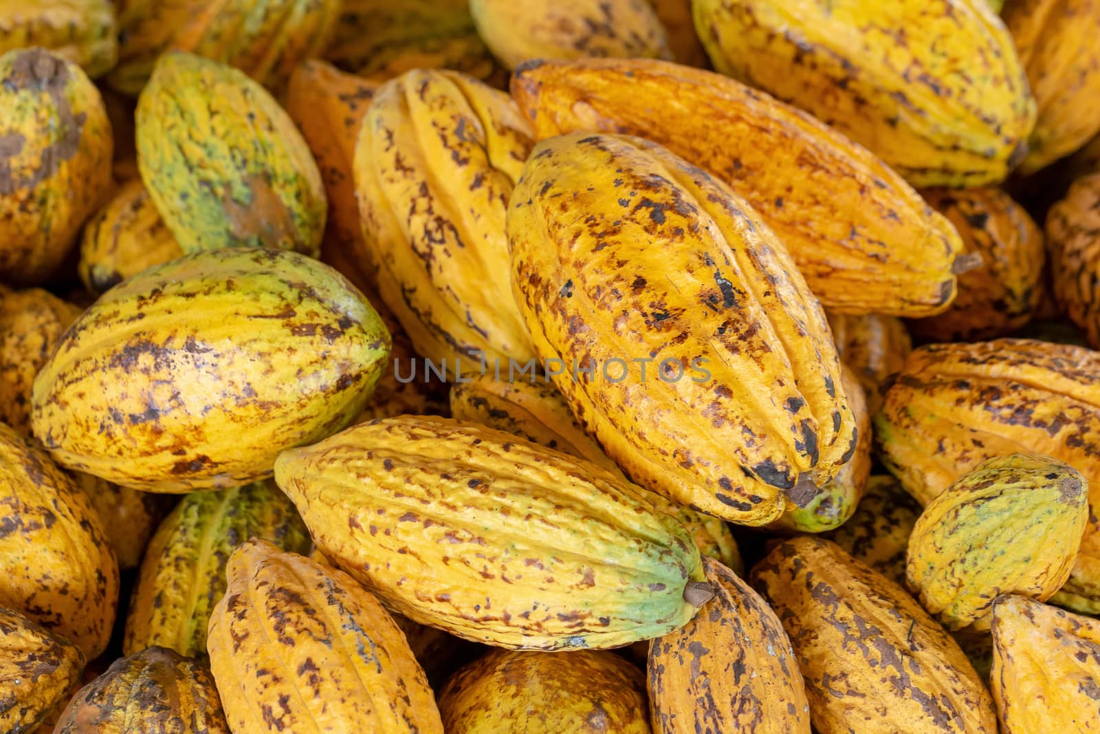 Cacao fruit, raw cacao beans and Cocoa pod background by kaiskynet