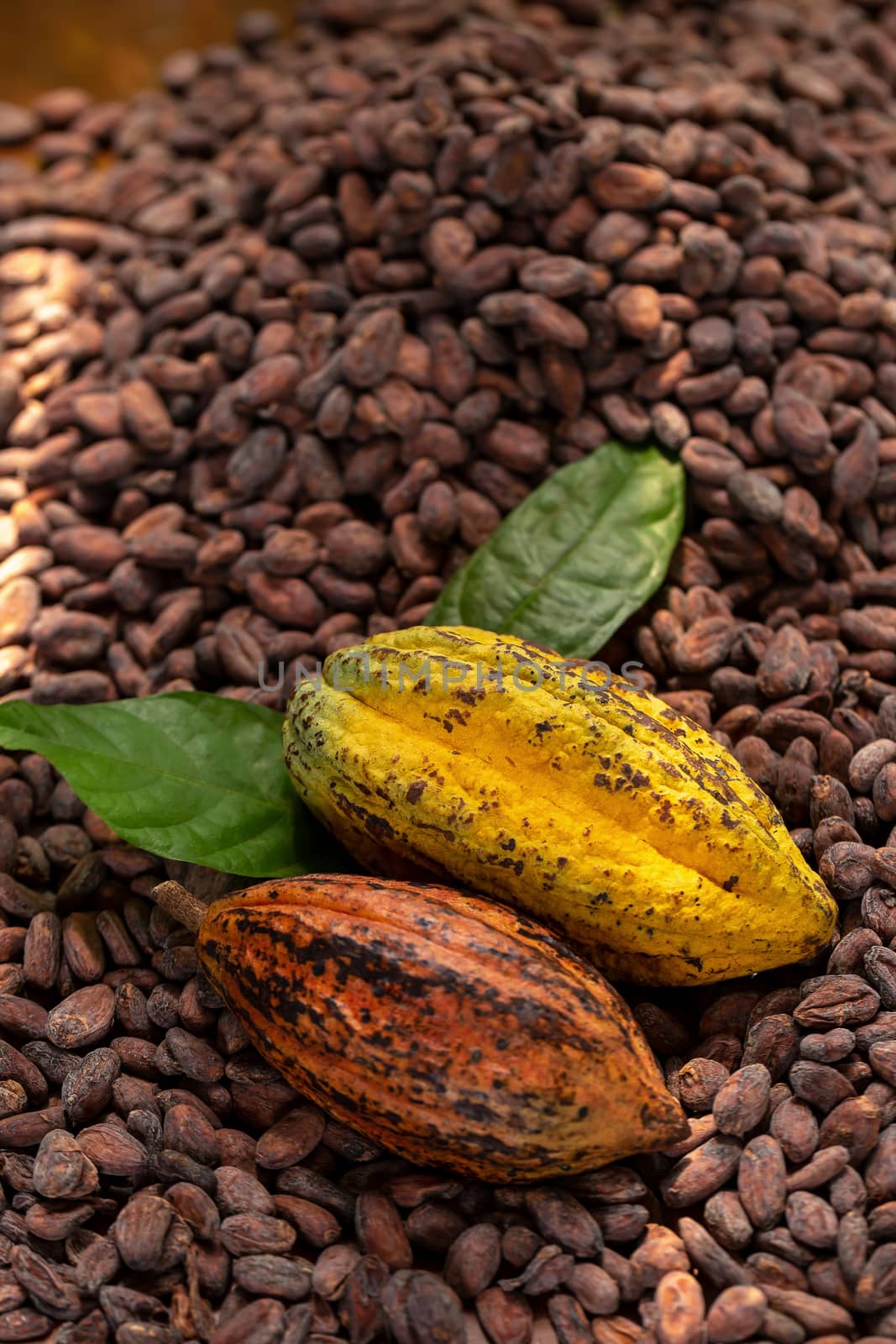 Selection of completed cocoa seeds must be dried before into sac by kaiskynet