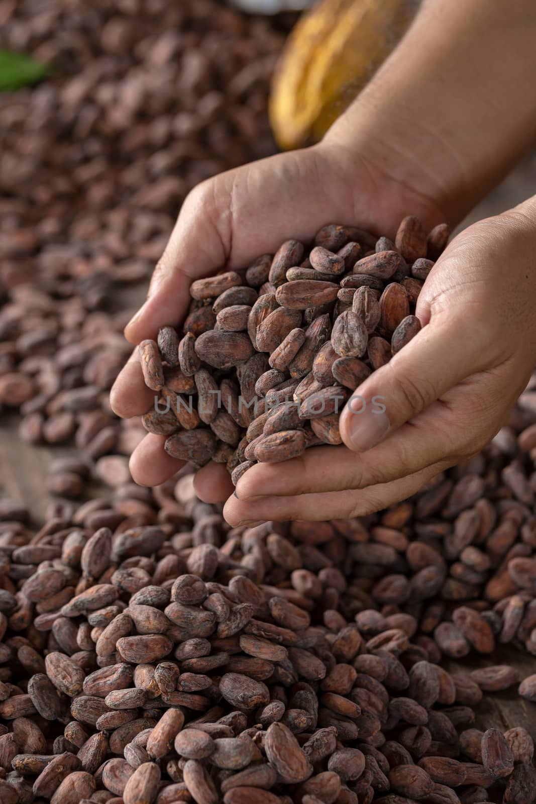 Selection of completed cocoa seeds must be dried before into sac by kaiskynet