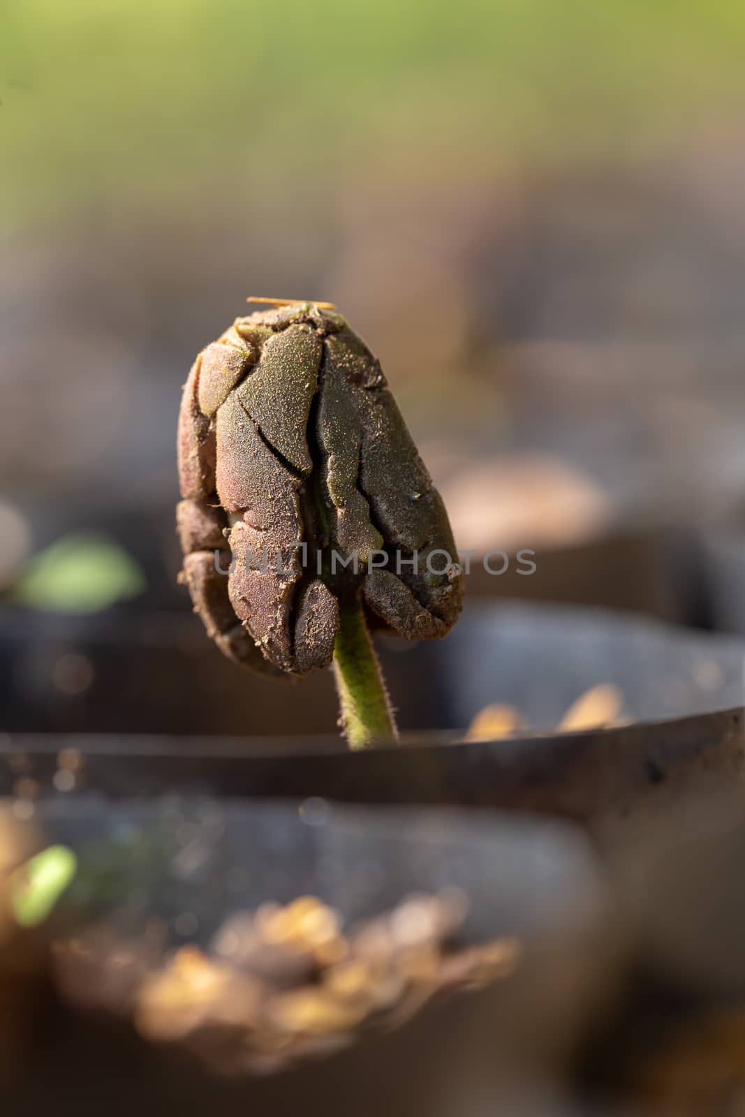 Cocoa trees is growing new on the farm.