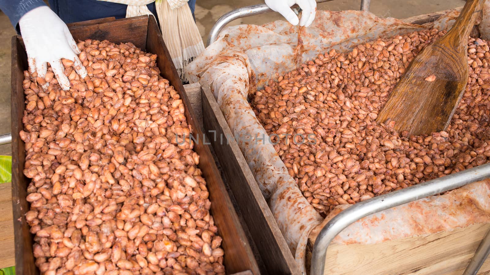 Fermented and fresh cocoa-beans lying in the wooden box by kaiskynet