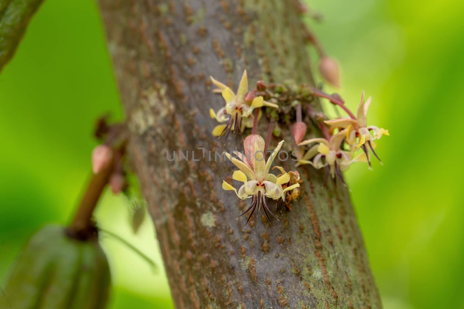 Cocoa flowers, Cacao fruit, Cocoa pod on tree by kaiskynet