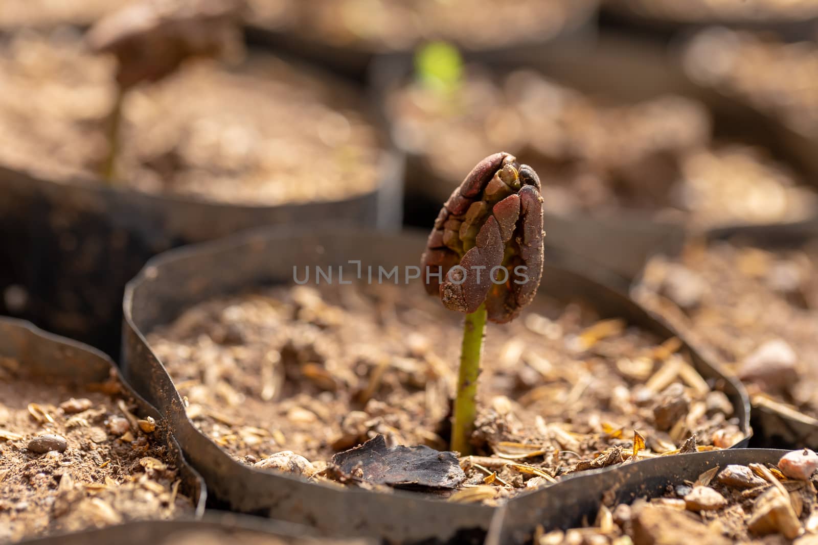 Cocoa trees is growing new on the farm.