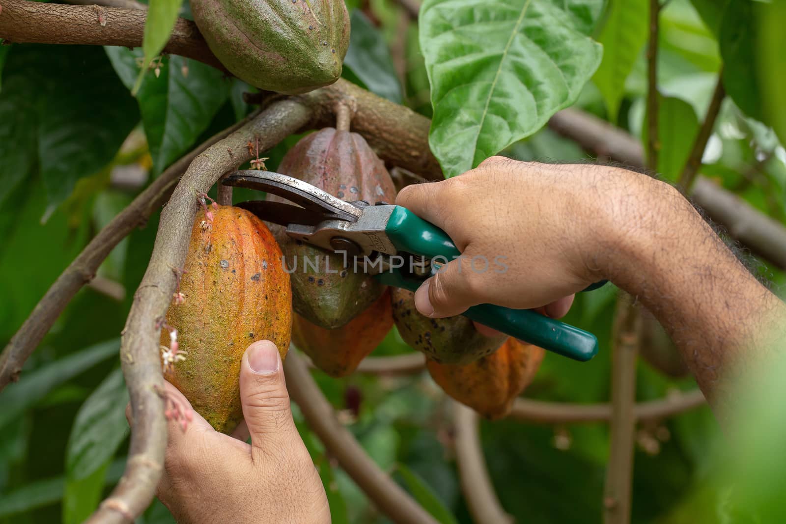 Cacao fruit, Fresh cocoa pod in hands, Cocoa pod on tree.