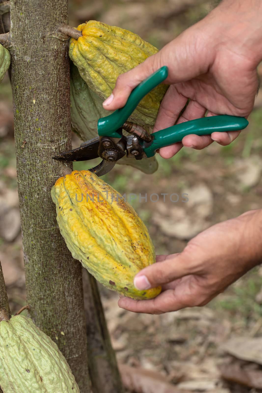 Cacao fruit, Fresh cocoa pod in hands, Cocoa pod on tree by kaiskynet
