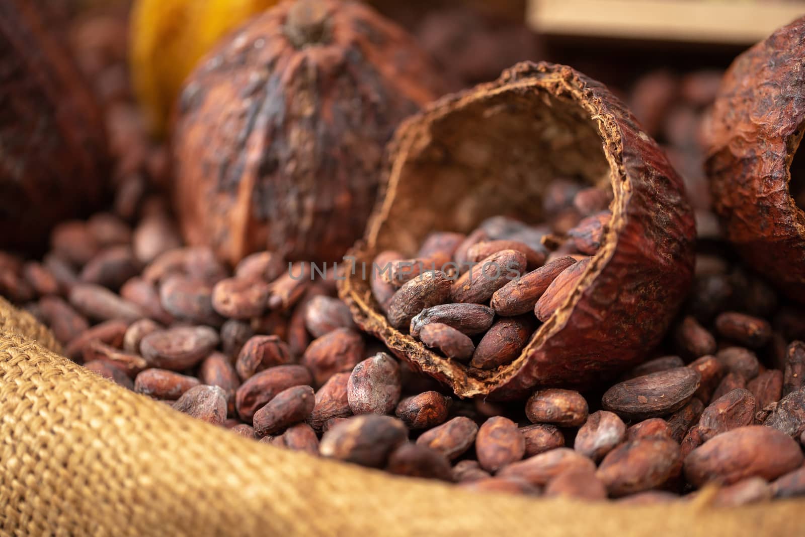 cocoa beans and cocoa pod pouring out into a burlap sack.