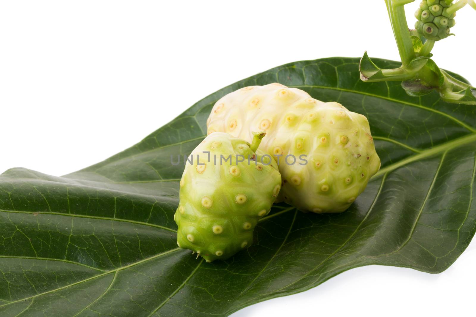 Exotic Fruit Noni on a white background by kaiskynet