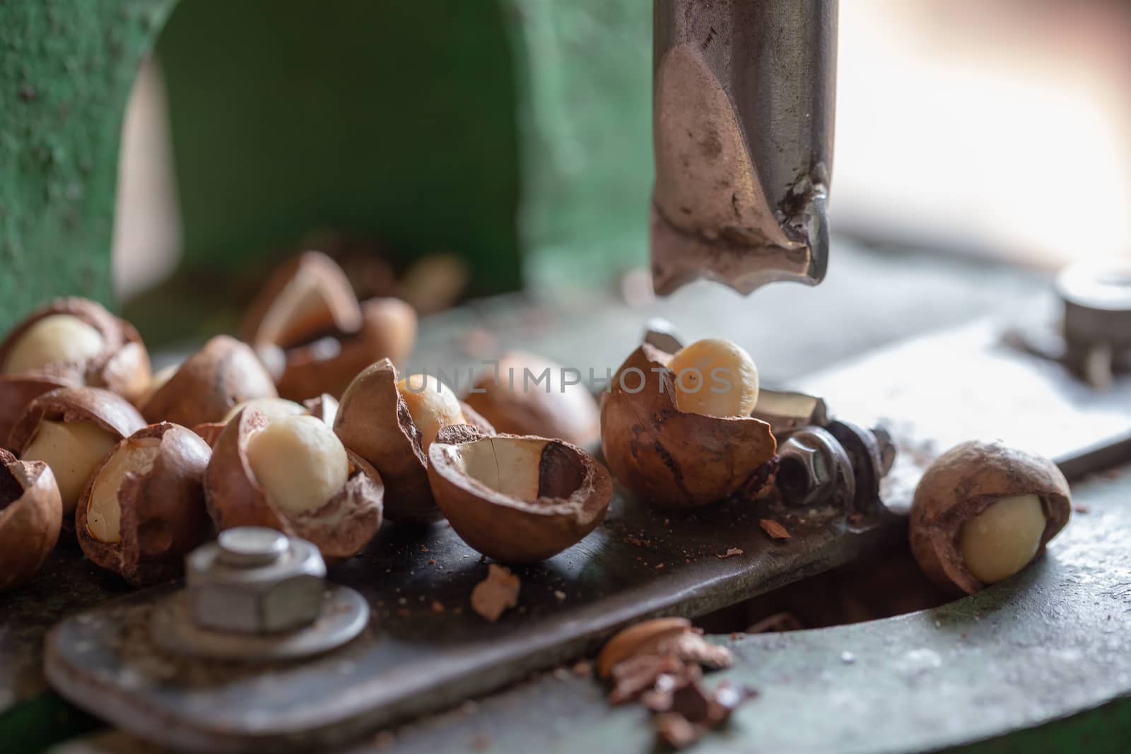 Shell cracker for cracking macadamia, open macadamia nut.