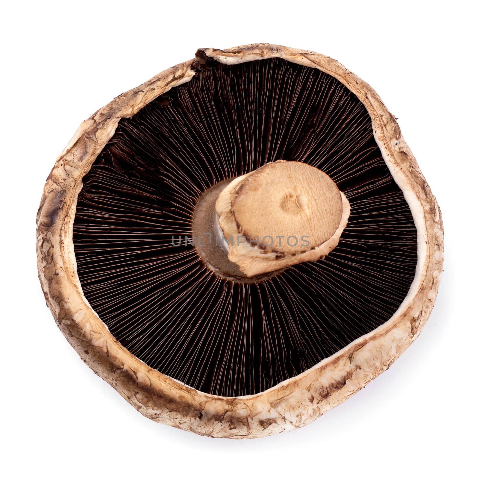 Portobello mushrooms isolated on a white background by kaiskynet