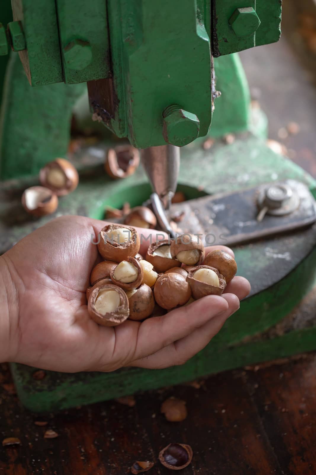 Shell cracker for cracking macadamia, open macadamia nut.