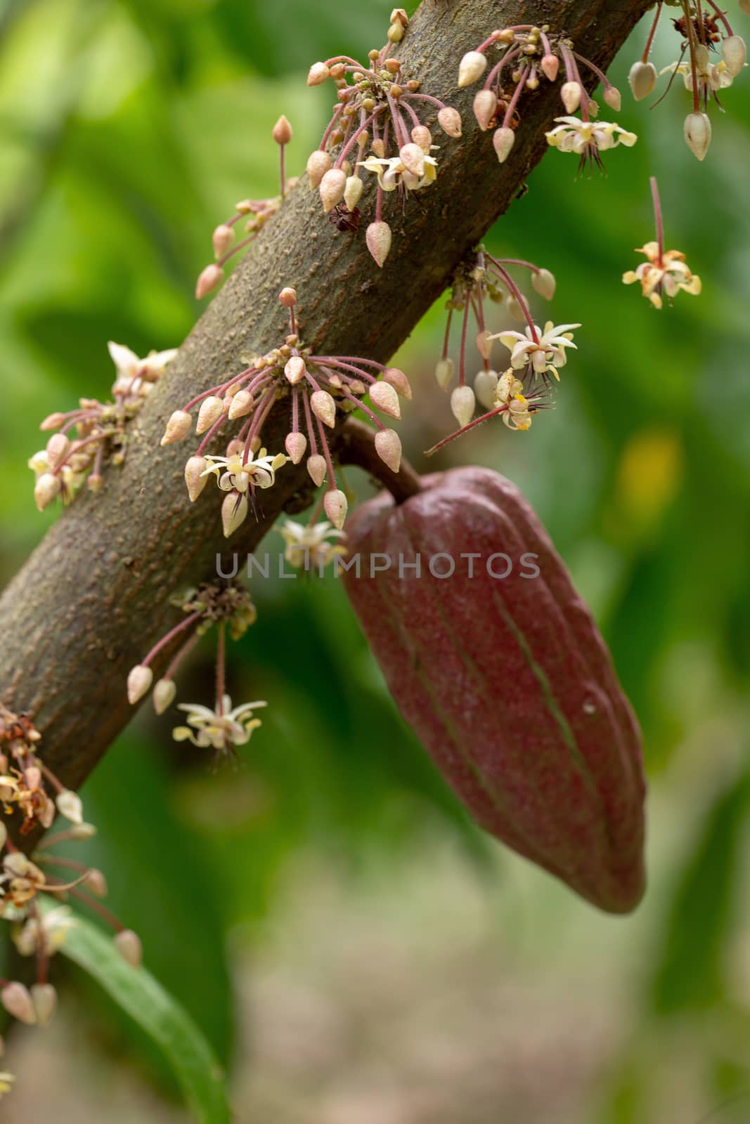 Cocoa flowers, Cacao fruit, Cocoa pod on tree by kaiskynet