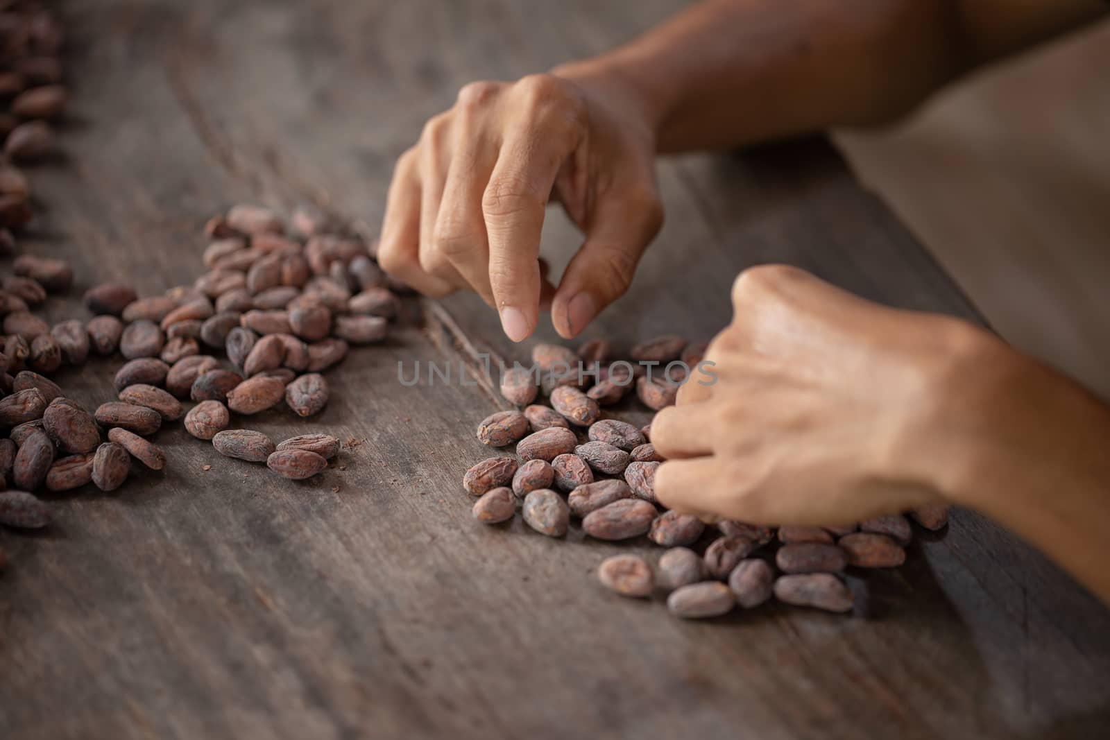 Selection of completed cocoa seeds must be dried before into sacks.