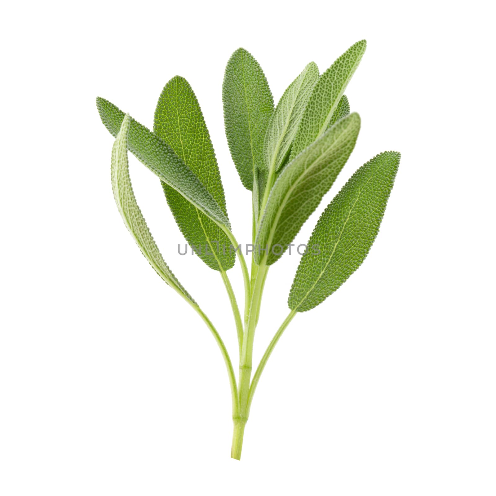 Sage plant isolated on a white background.