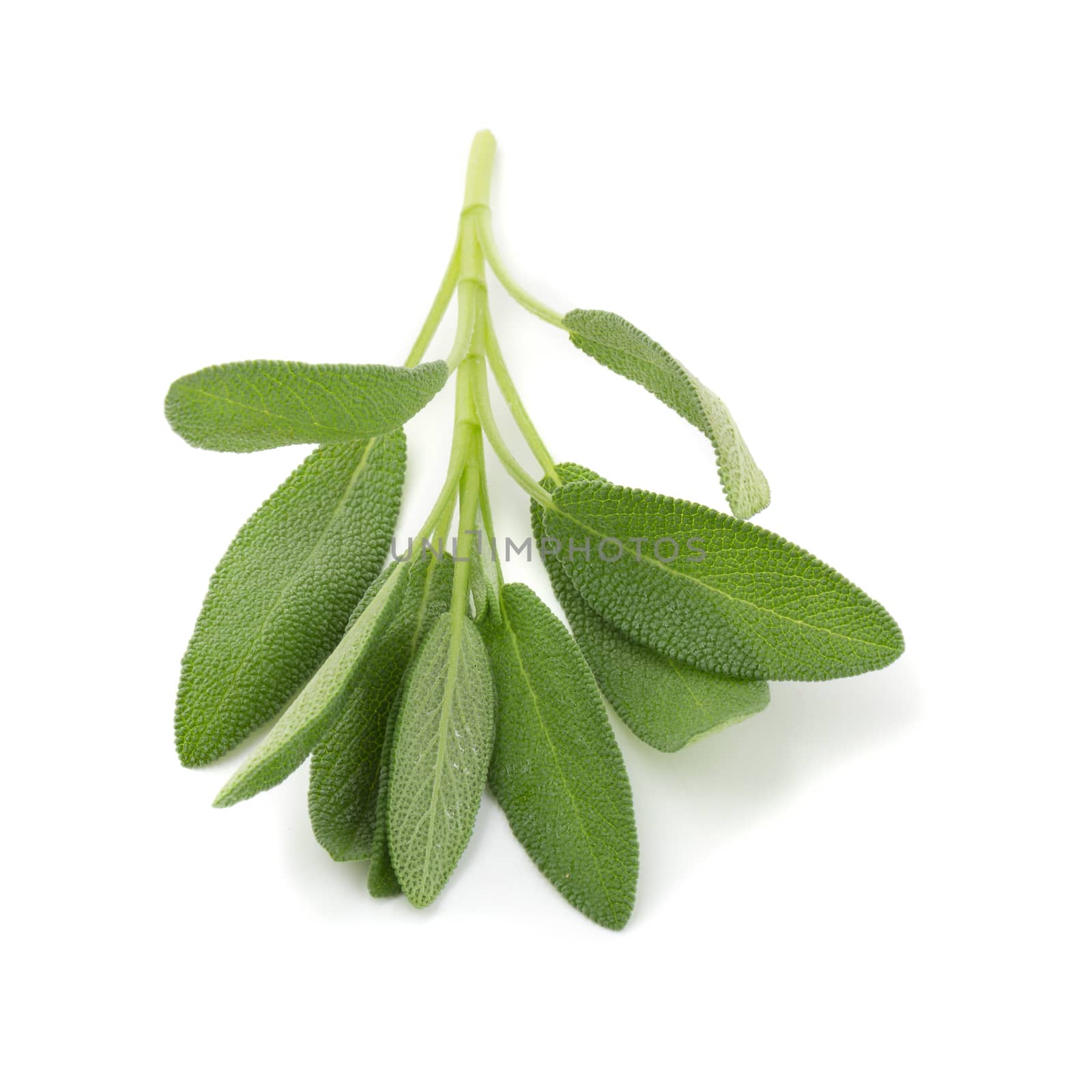 Sage plant isolated on a white background.