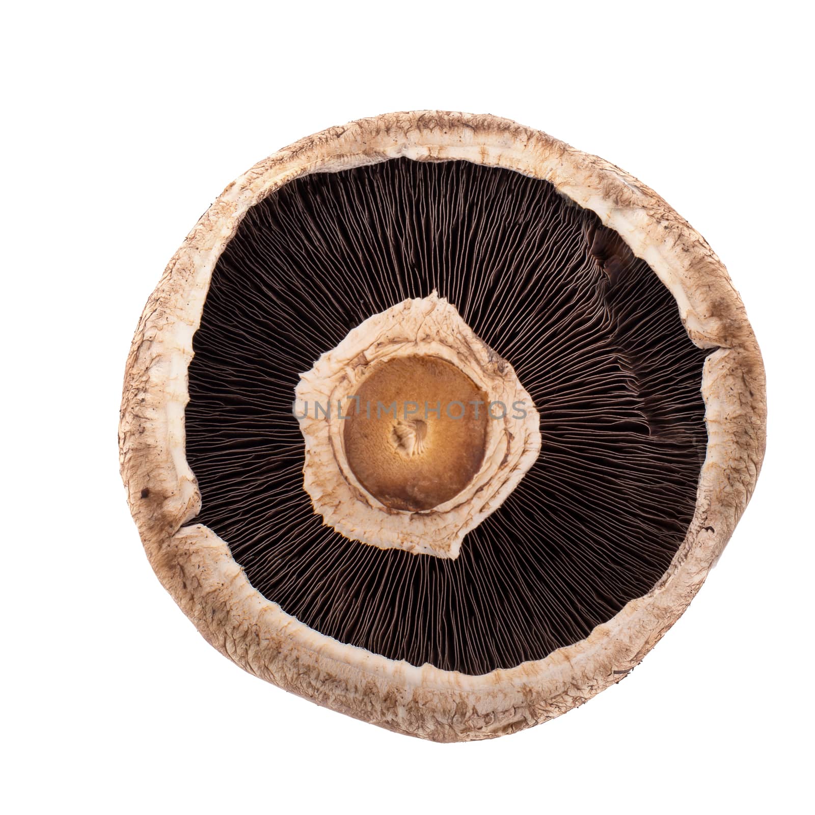 Portobello mushrooms isolated on a white background.