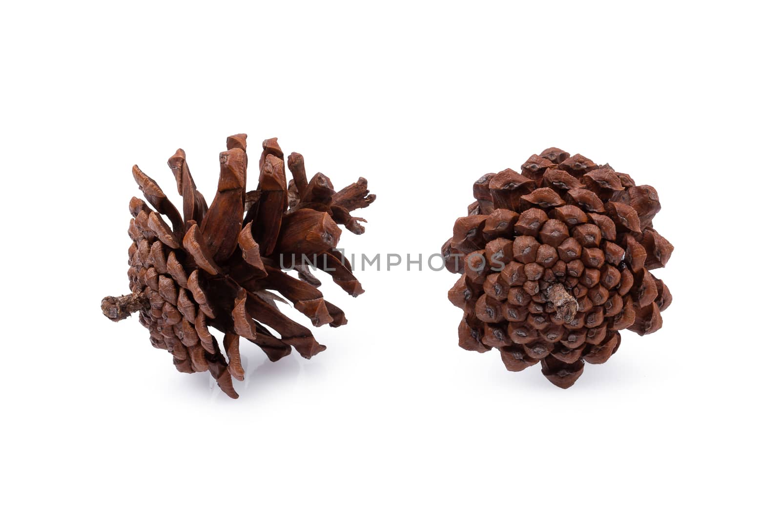 Pine cone isolated on a white background by kaiskynet