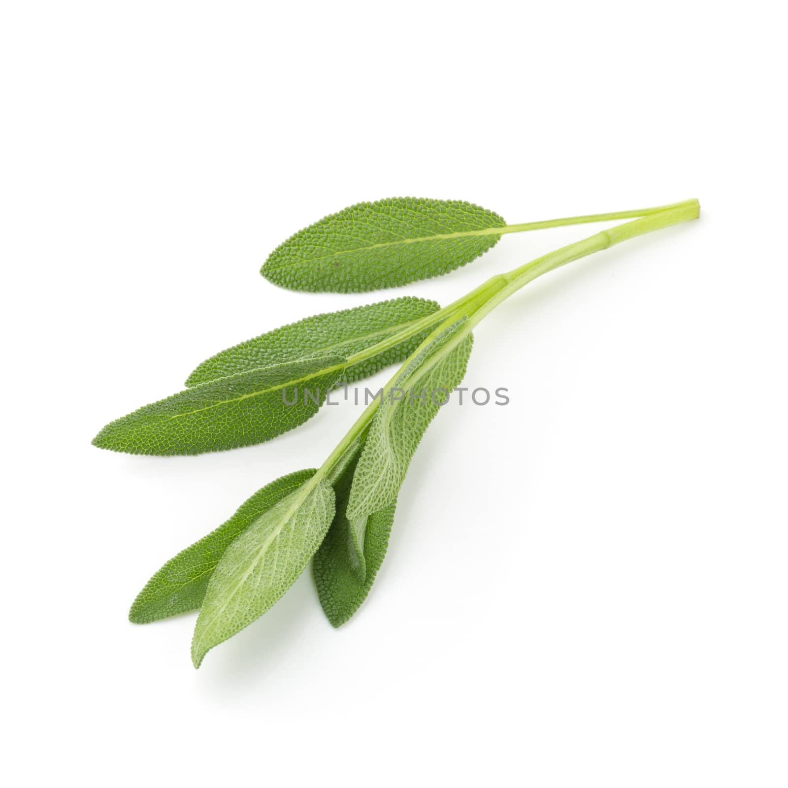 Sage plant isolated on a white background.