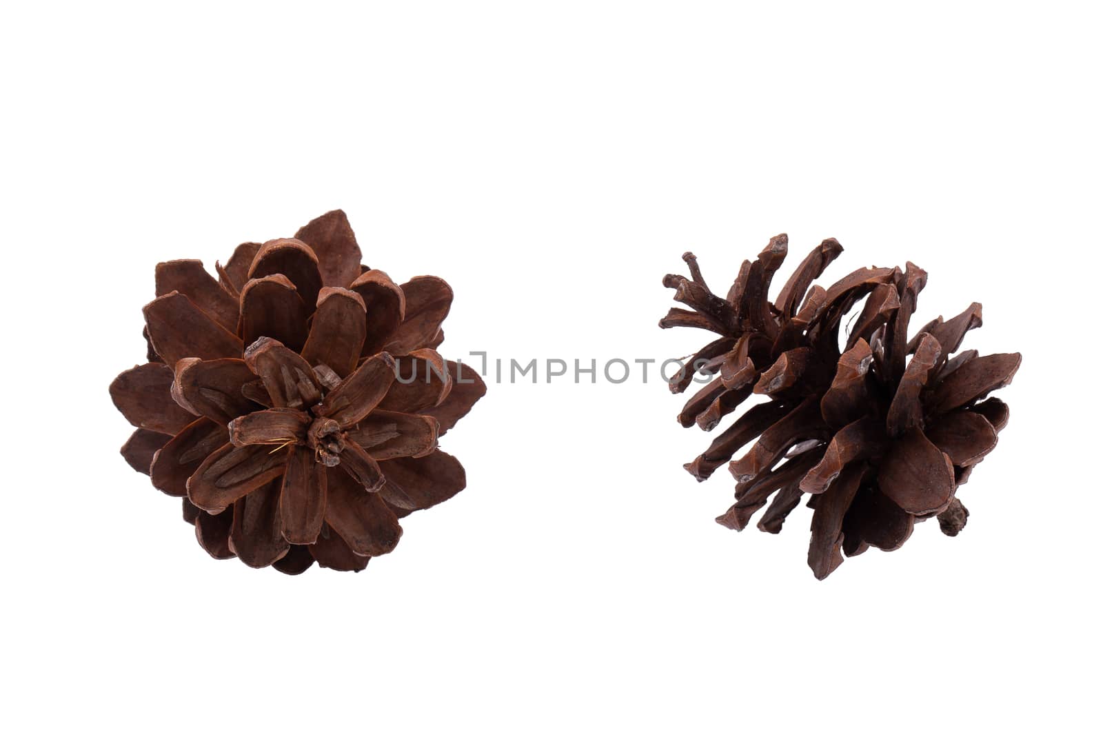 Pine cone isolated on a white background.