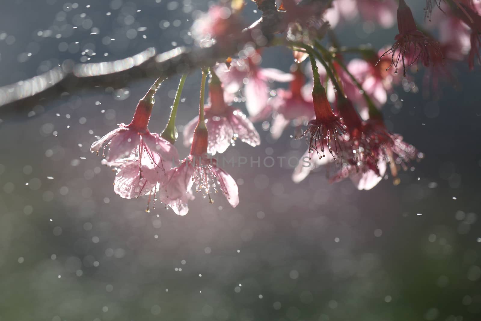 Cherry blossom , pink sakura flower with water drop