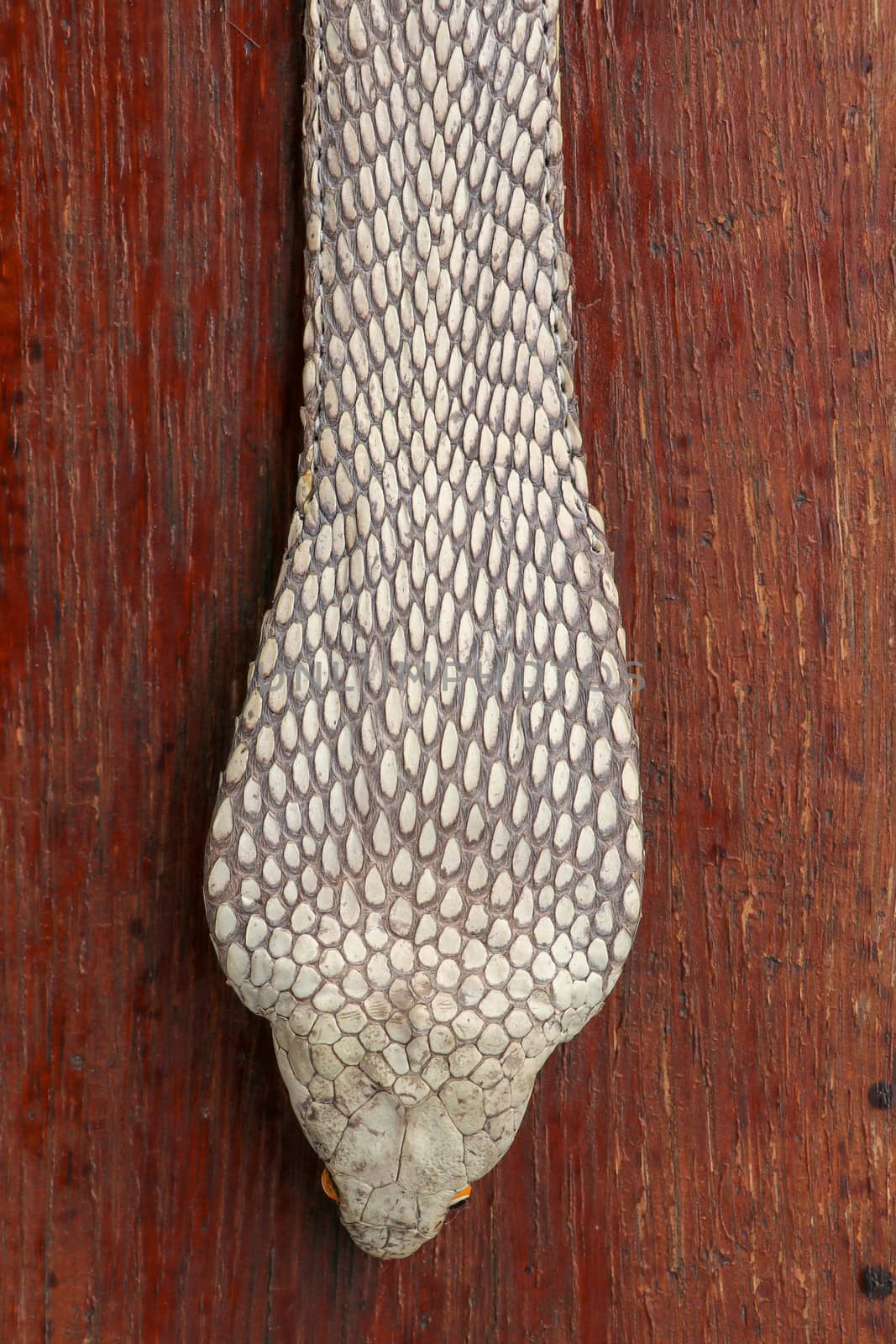 Tanned skin of Ophiophagus hannah. Close up of belt of the most venomous snake on Bali island in Indonesia. Product from leather workshop. King cobra also known as hamadryad, species of venomous snake