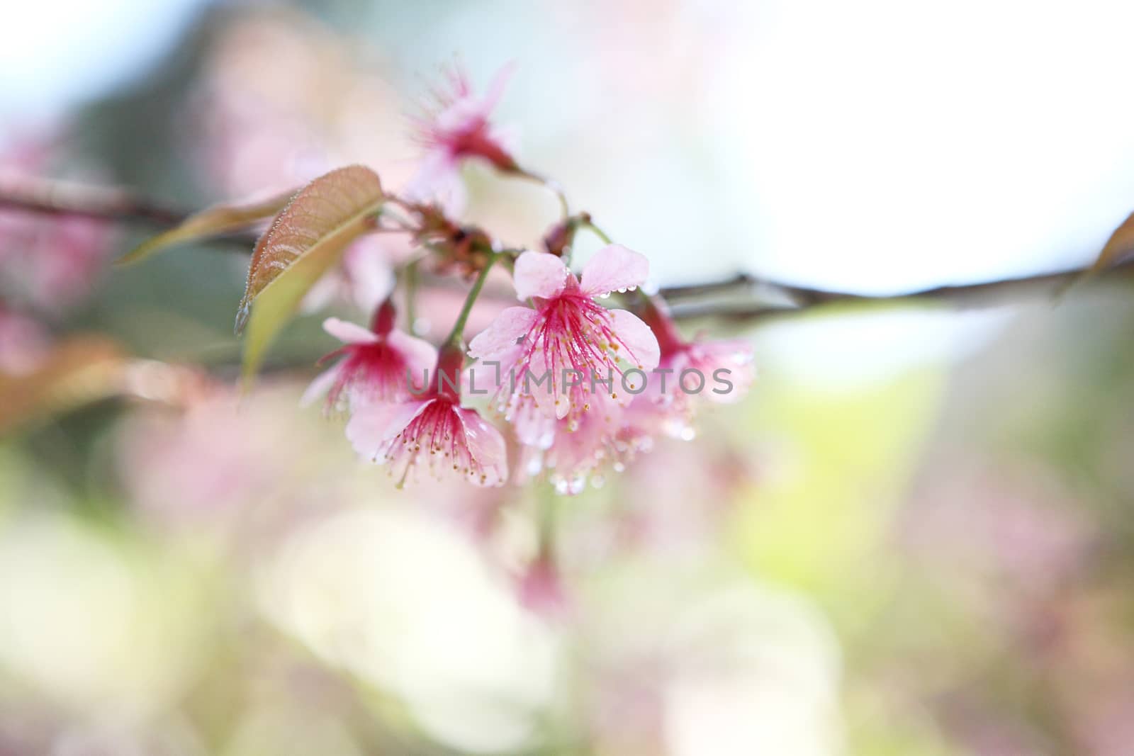 Cherry blossom , pink sakura flower with water drop by piyato
