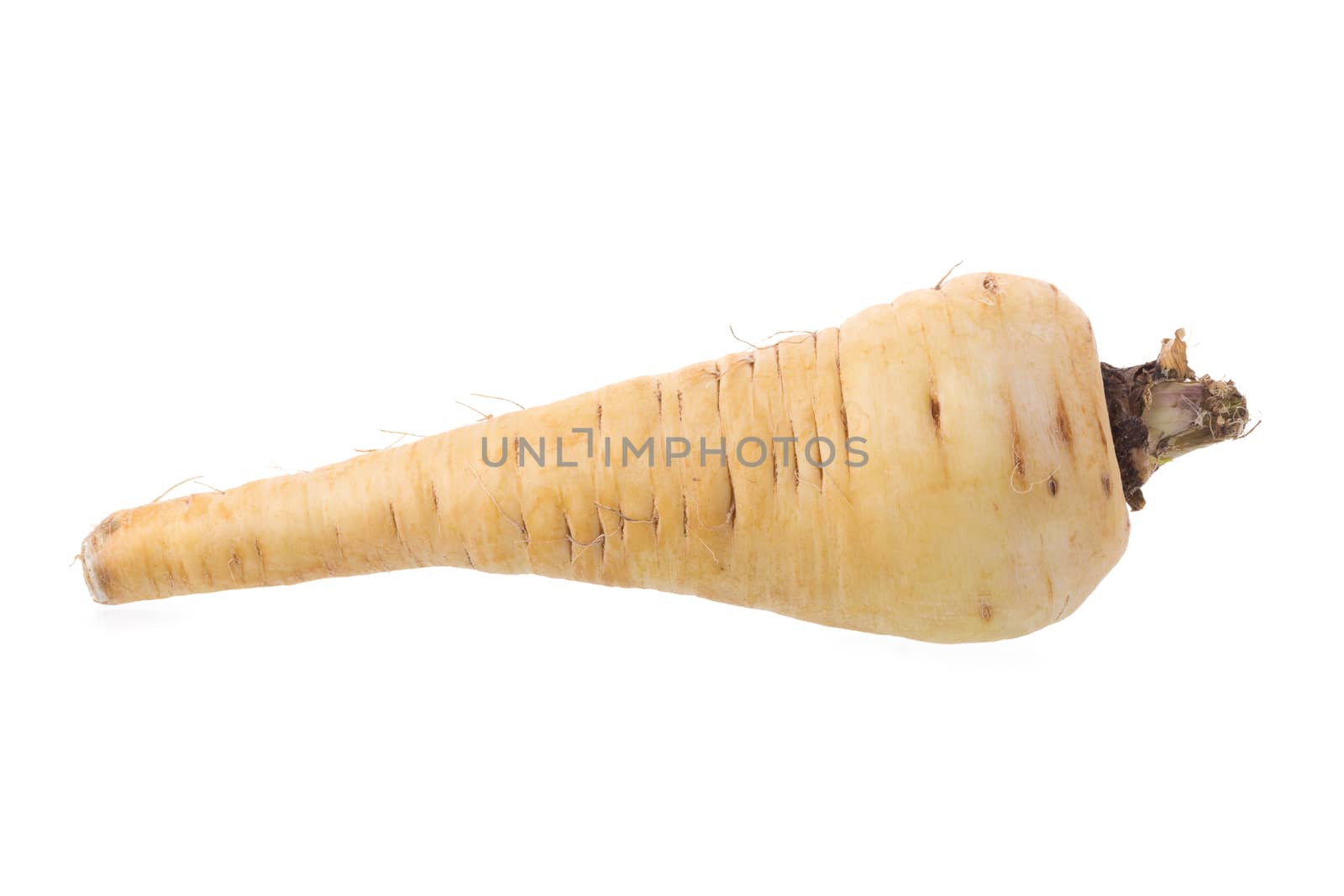 Fresh parsnip roots on a white background.