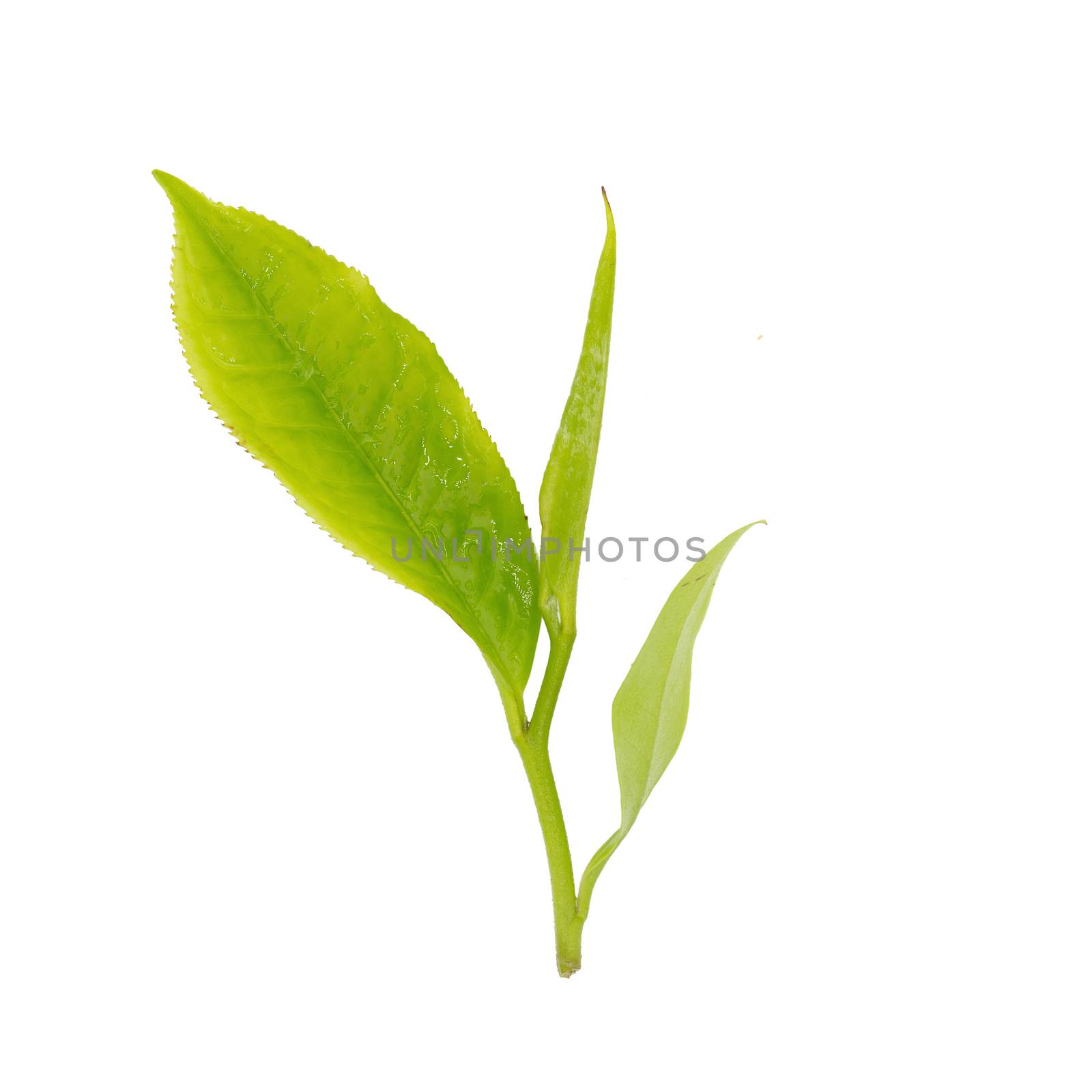 Fresh tea leaves isolated on the white background by kaiskynet