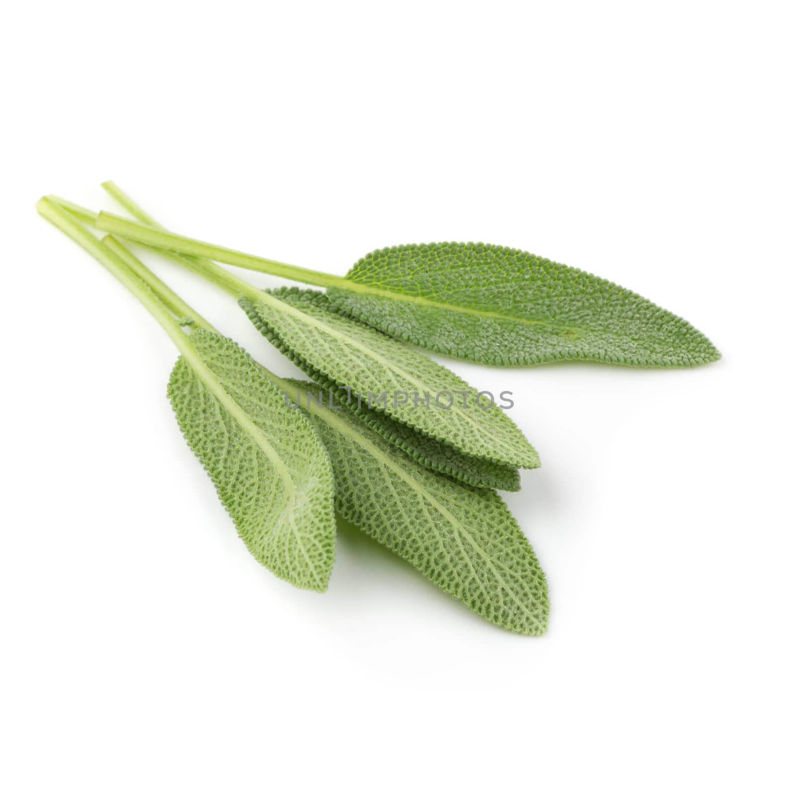 Sage plant isolated on a white background.