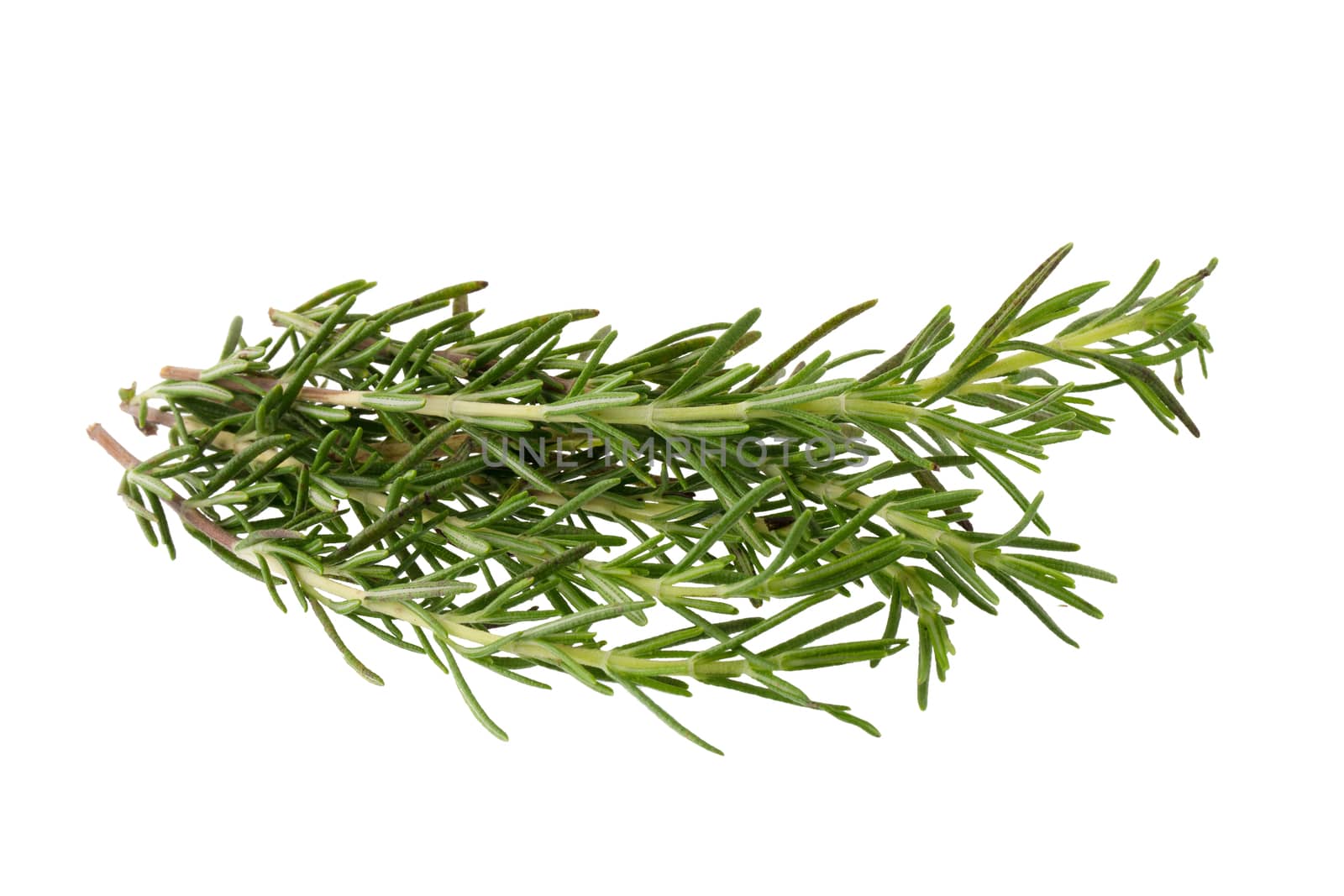 Fresh rosemary bunch isolated on white background.