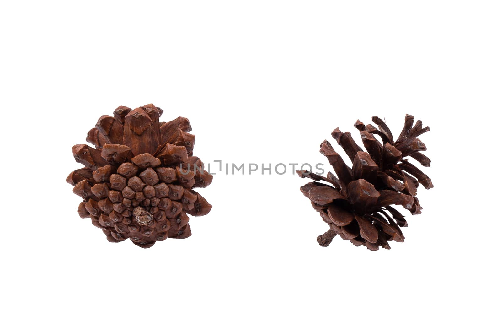 Pine cone isolated on a white background by kaiskynet
