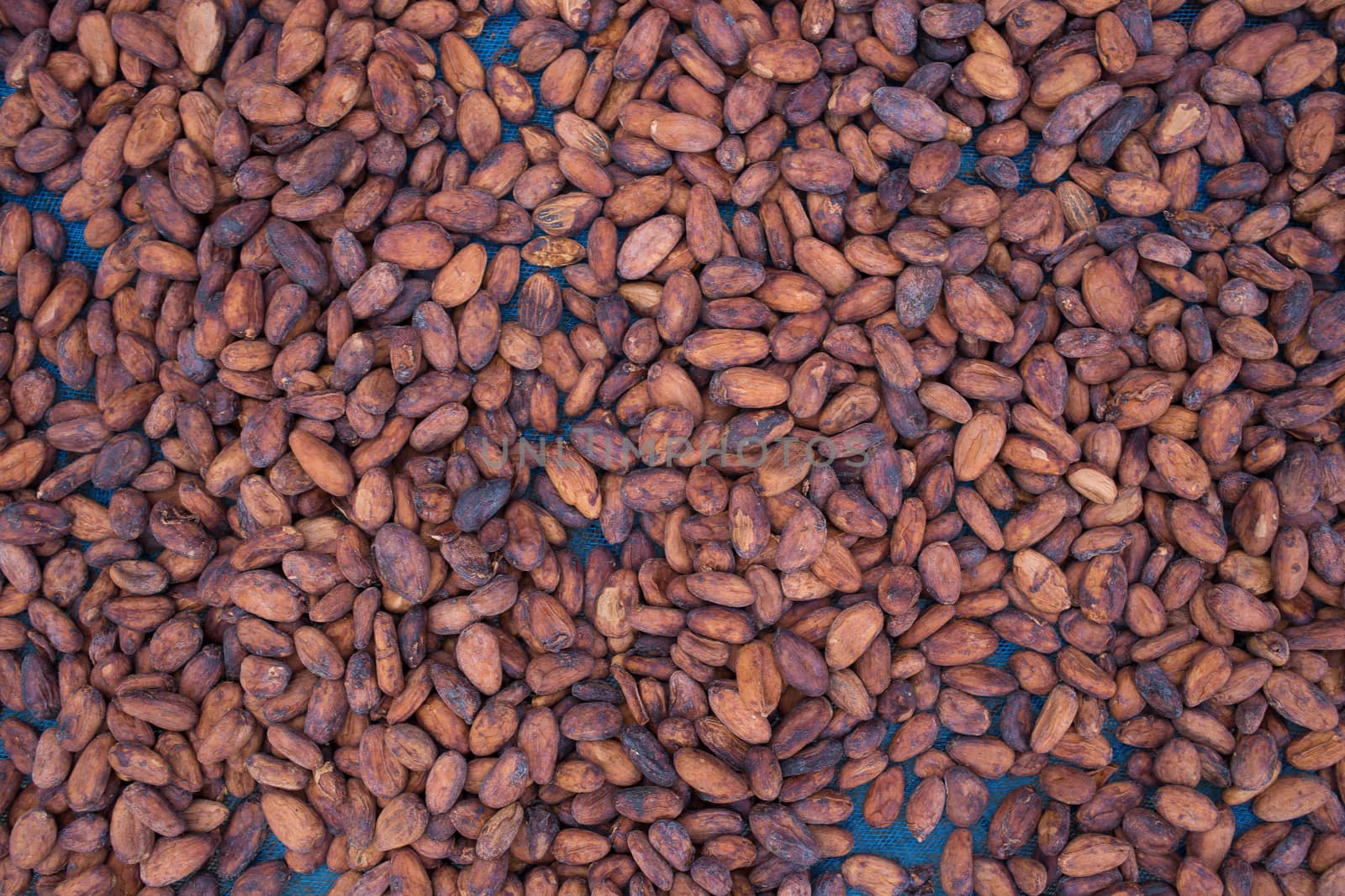 Cacao beans drying in the sun on a bamboo mat by kaiskynet