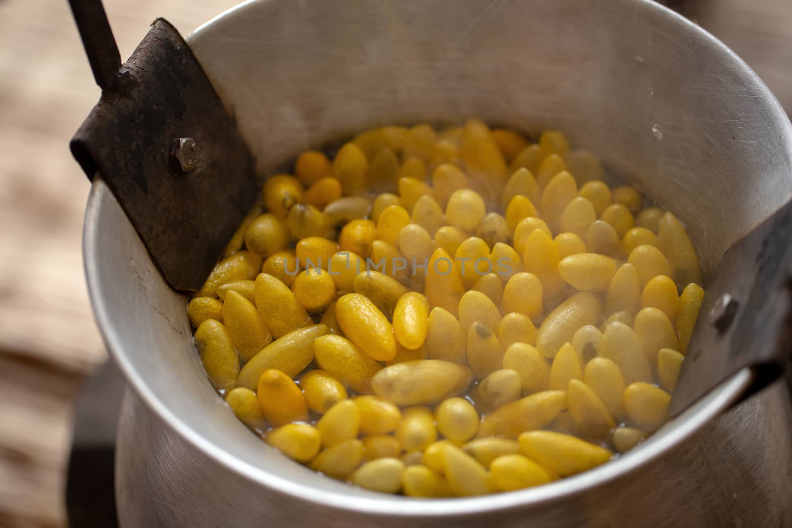 Boiling yellow silkworm cocoons by boiler to make silk thread.