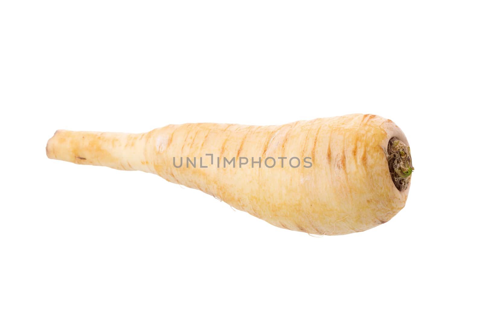 Fresh parsnip roots on a white background.