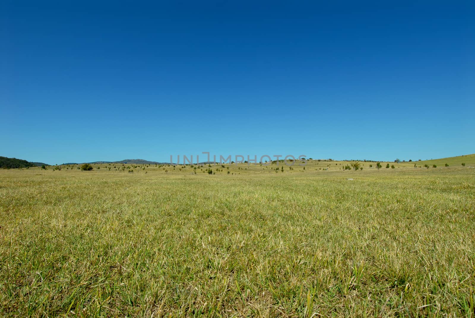 large green meadow with a flat horizon and blue sky