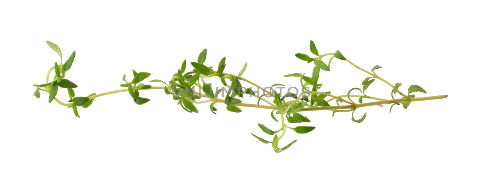 Thyme fresh herb isolated on white background by kaiskynet