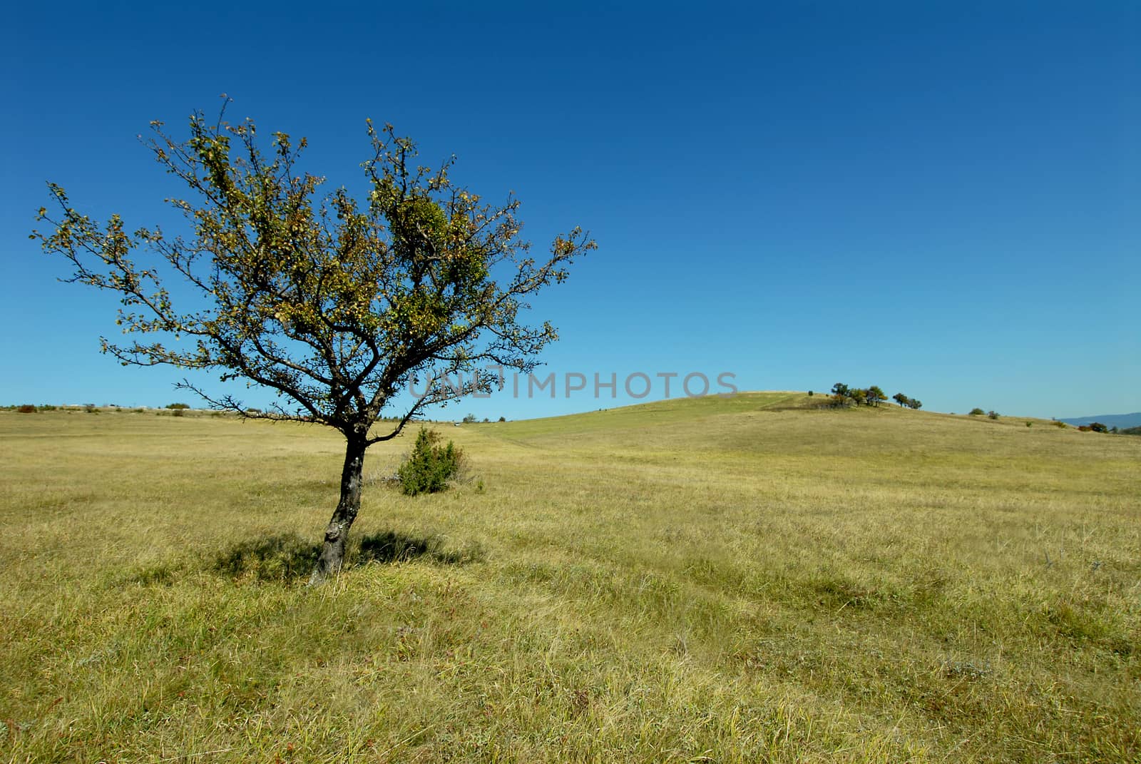 green field with old tree by aselsa
