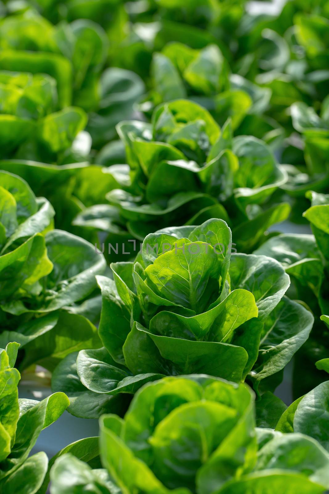 Fresh Butterhead lettuce leaves, Salads vegetable hydroponics fa by kaiskynet