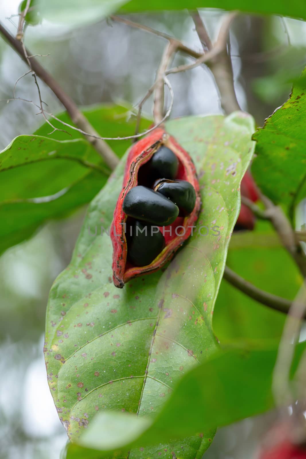 Sterculia monosperma, Thai chestnut, Red Chestnut on tree.