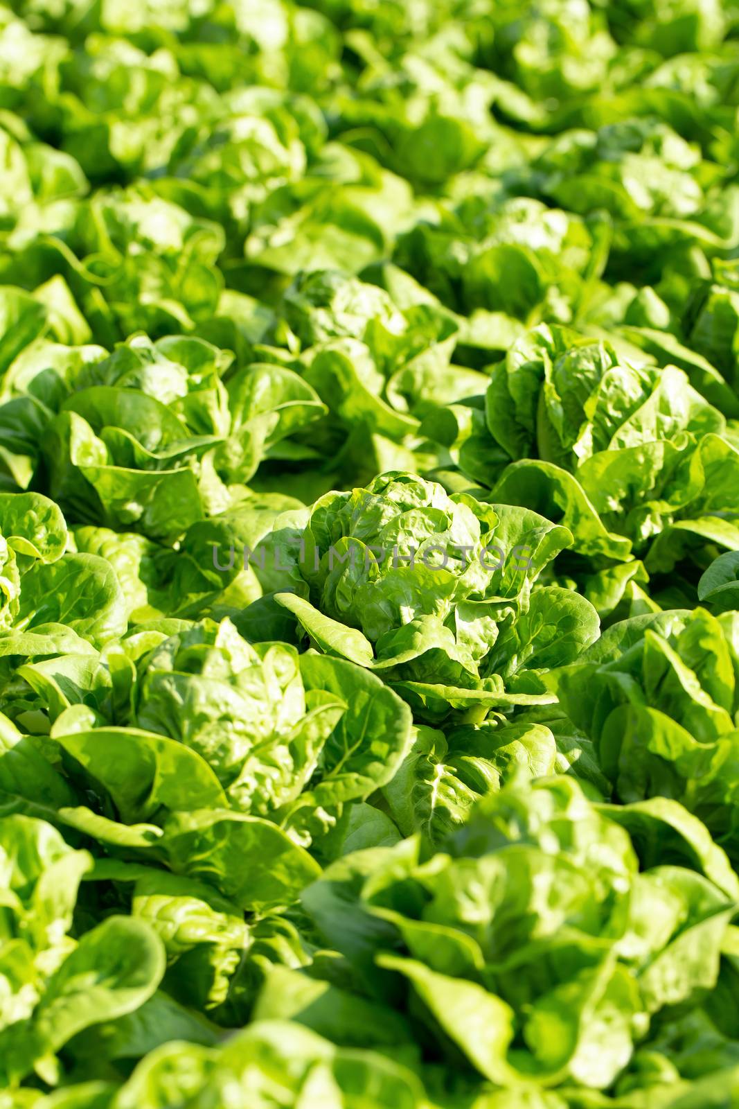 Fresh Butterhead lettuce leaves, Salads vegetable hydroponics farm.