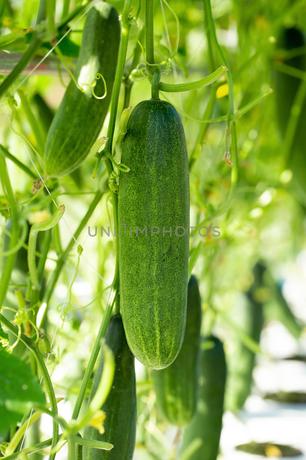 Green cucumber growing in field vegetable garden by kaiskynet