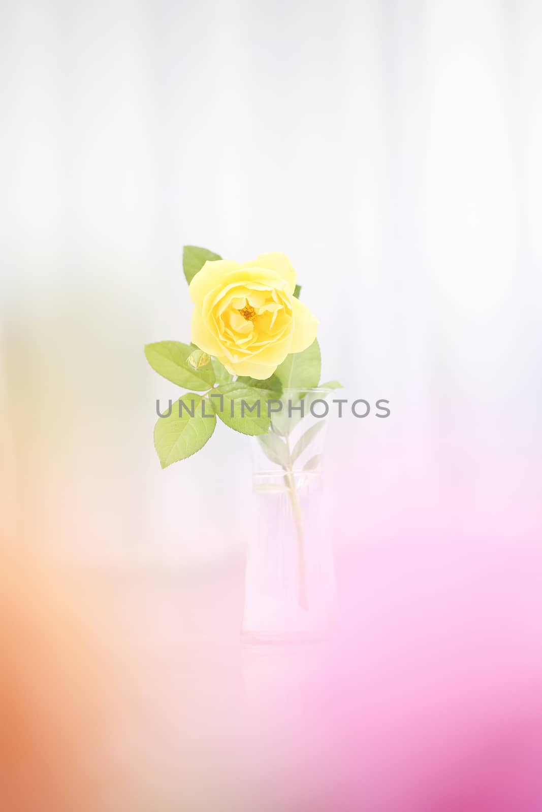 Rose flower in jar by piyato