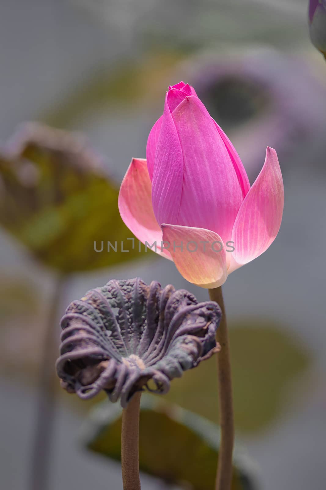 Pink Lotus flower and Lotus flower plants, selective color and focus.