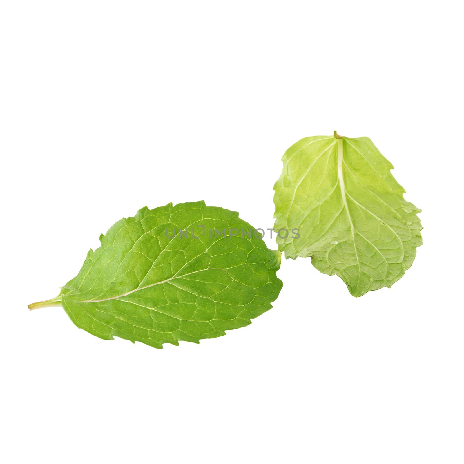 Fresh raw mint leaves isolated on white background by kaiskynet