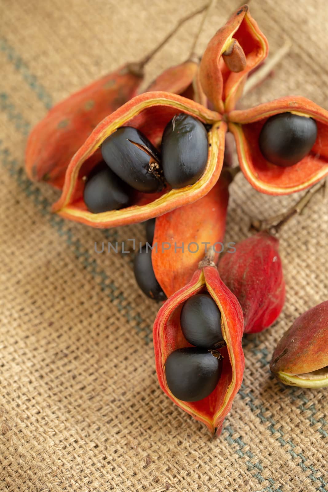 Sterculia monosperma,chestnuts on sacks in natural light.