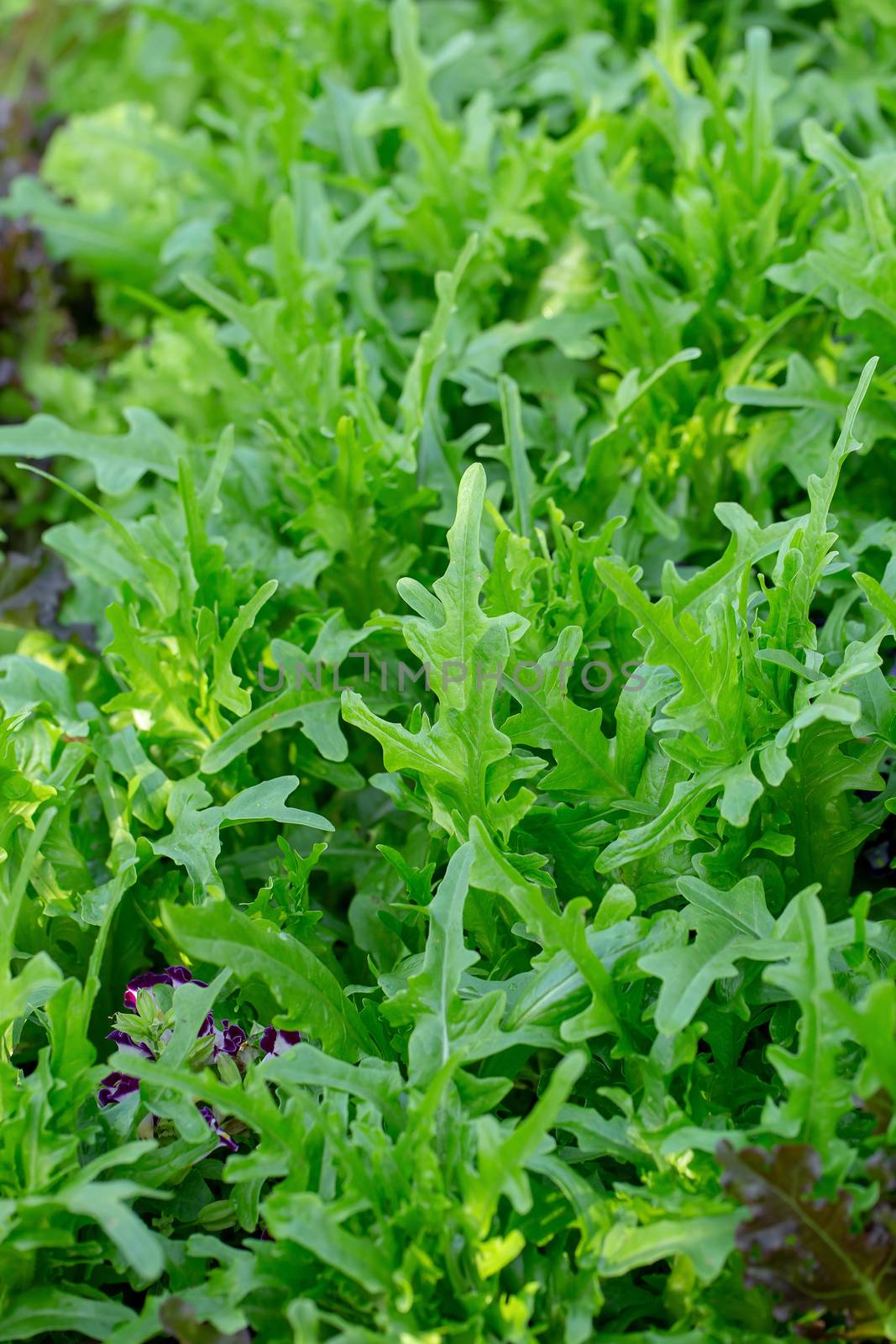 Fresh lettuce leaves, Salads vegetable hydroponics farm by kaiskynet
