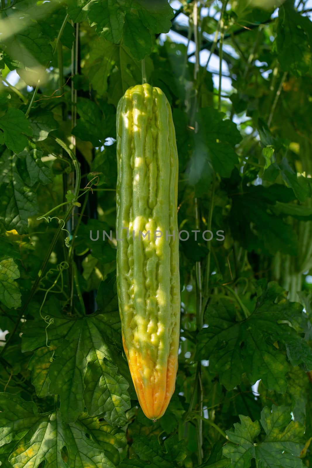 Bitter melon, Bitter gourd or Bitter squash hanging plants in a farm.