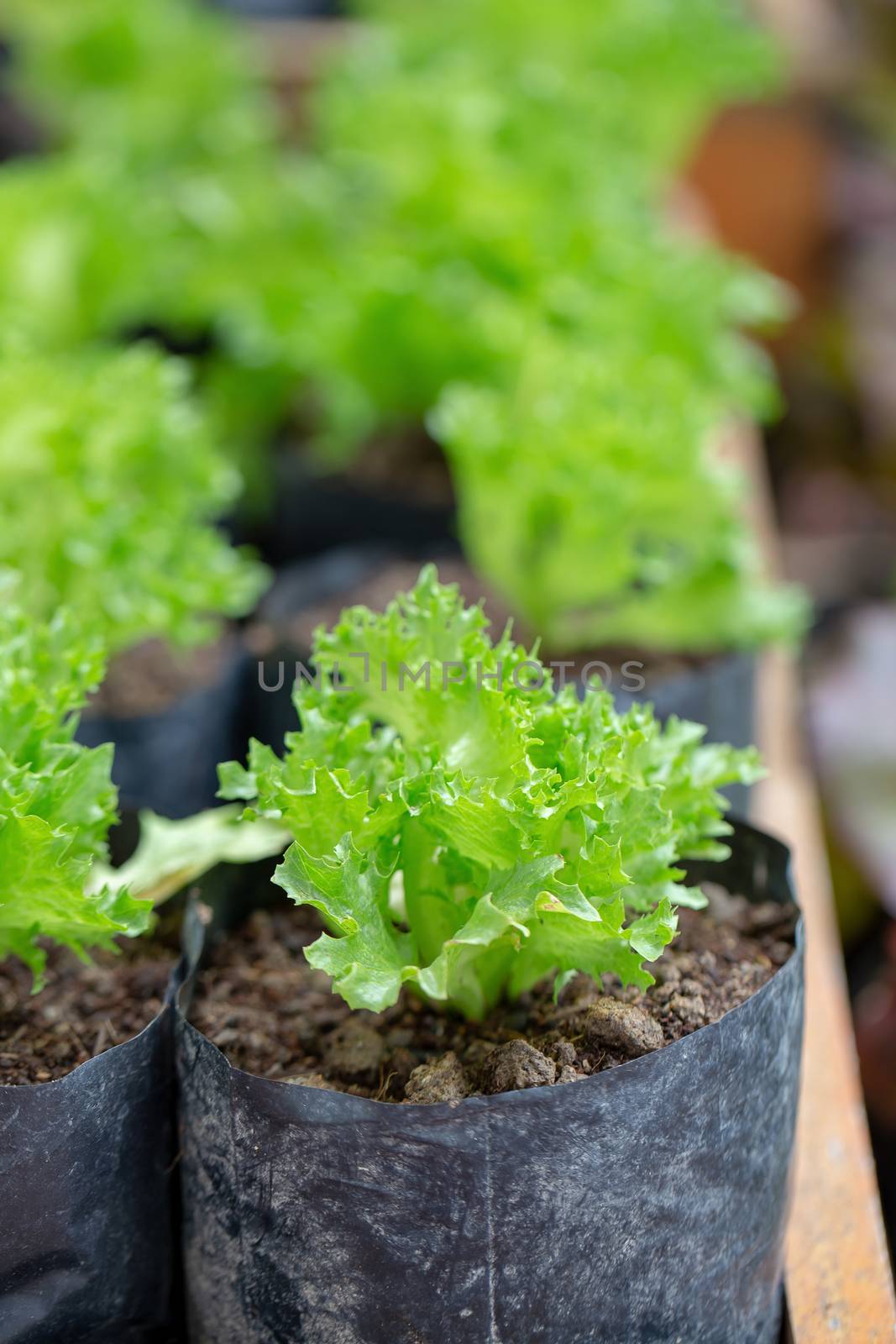 Fresh Green lettuce leaves, Salads vegetable Organic food. by kaiskynet